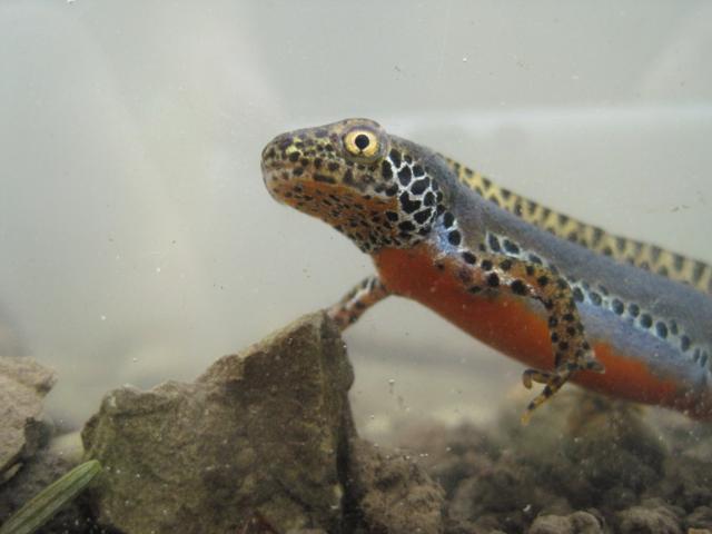 anfibi favolosi nel casentino